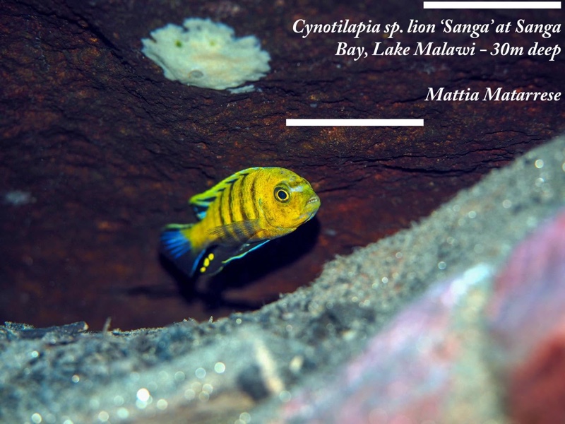 Cynotilapia sp. 'lion' Sanga